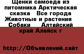 Щенки самоеда из питомника Арктическая сказка - Все города Животные и растения » Собаки   . Алтайский край,Алейск г.